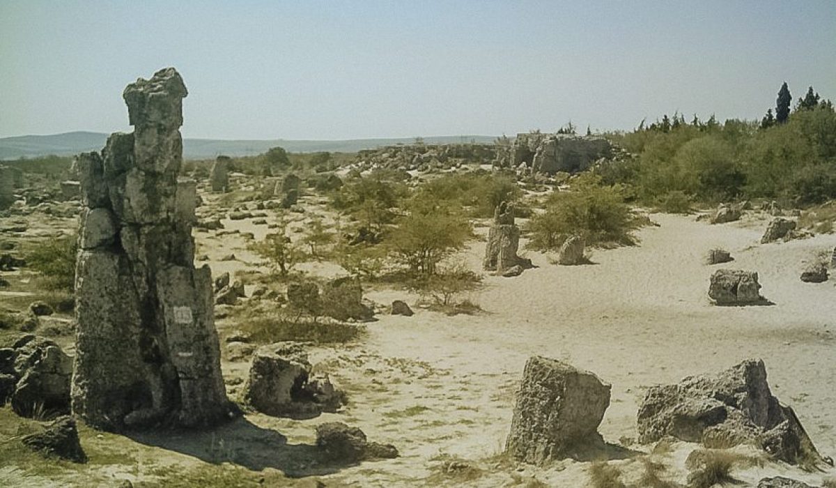The Stone Forest