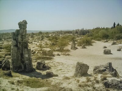 The Stone Forest