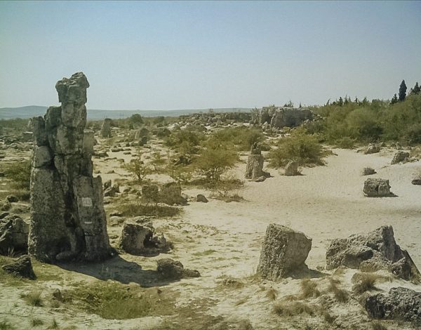 The Stone Forest