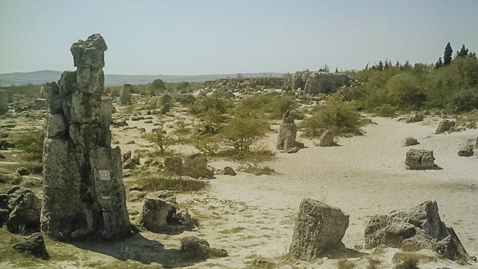 The Stone Forest