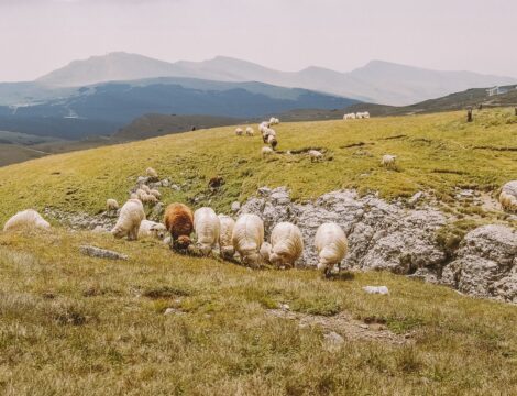 ROMANIA