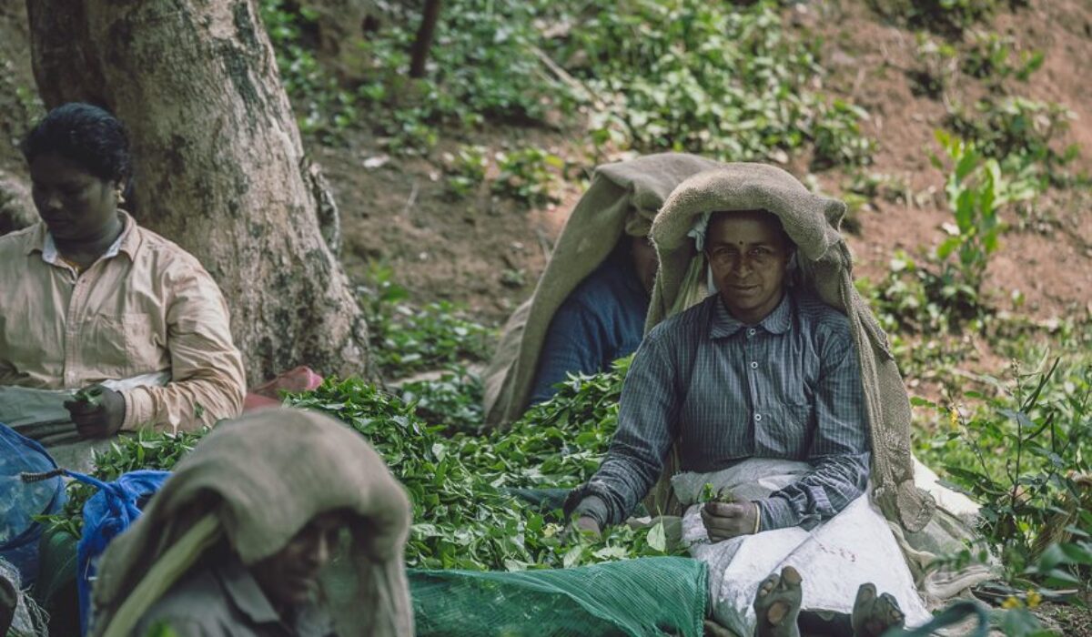 Tea Pickers Of Wayanad