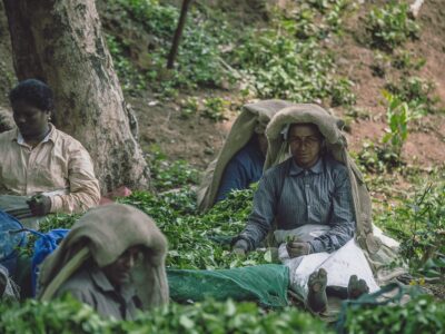 Tea Pickers Of Wayanad