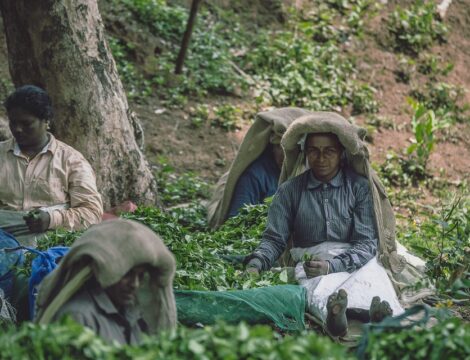 Tea Pickers Of Wayanad