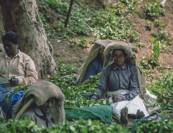 Tea Pickers Of Wayanad