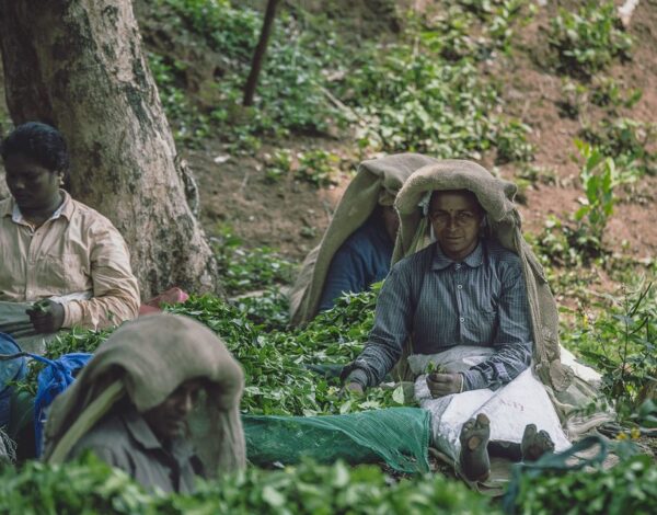 Tea Pickers Of Wayanad