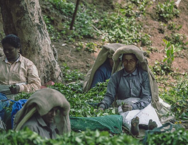 Tea Pickers Of Wayanad