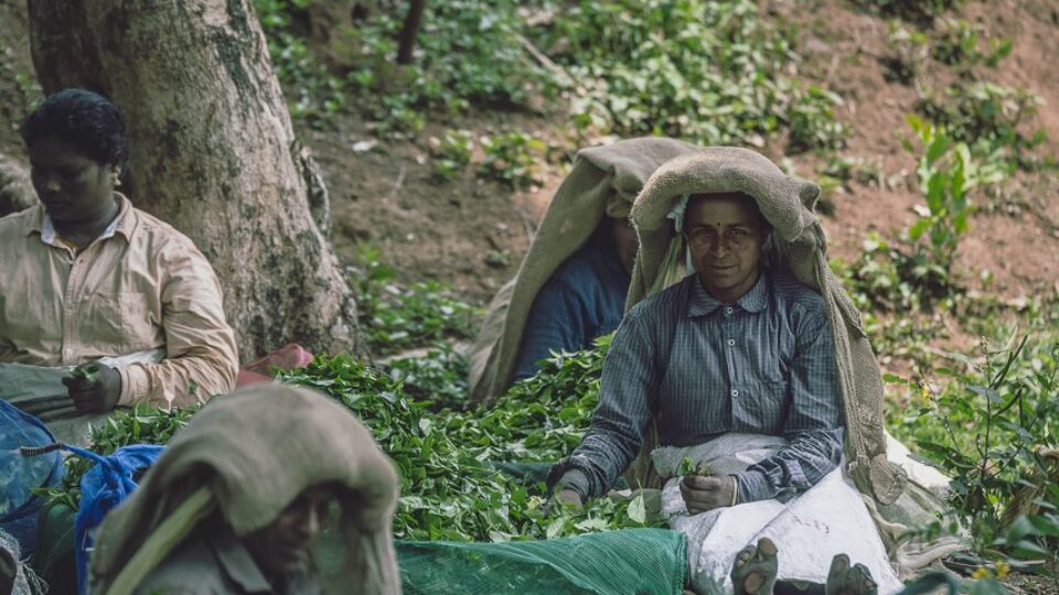 Tea Pickers Of Wayanad