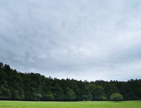 Lainzer Tiergarten