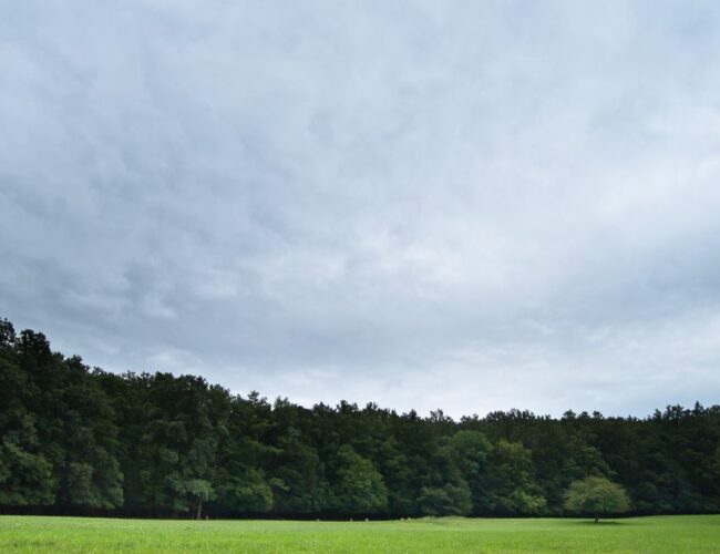Lainzer Tiergarten