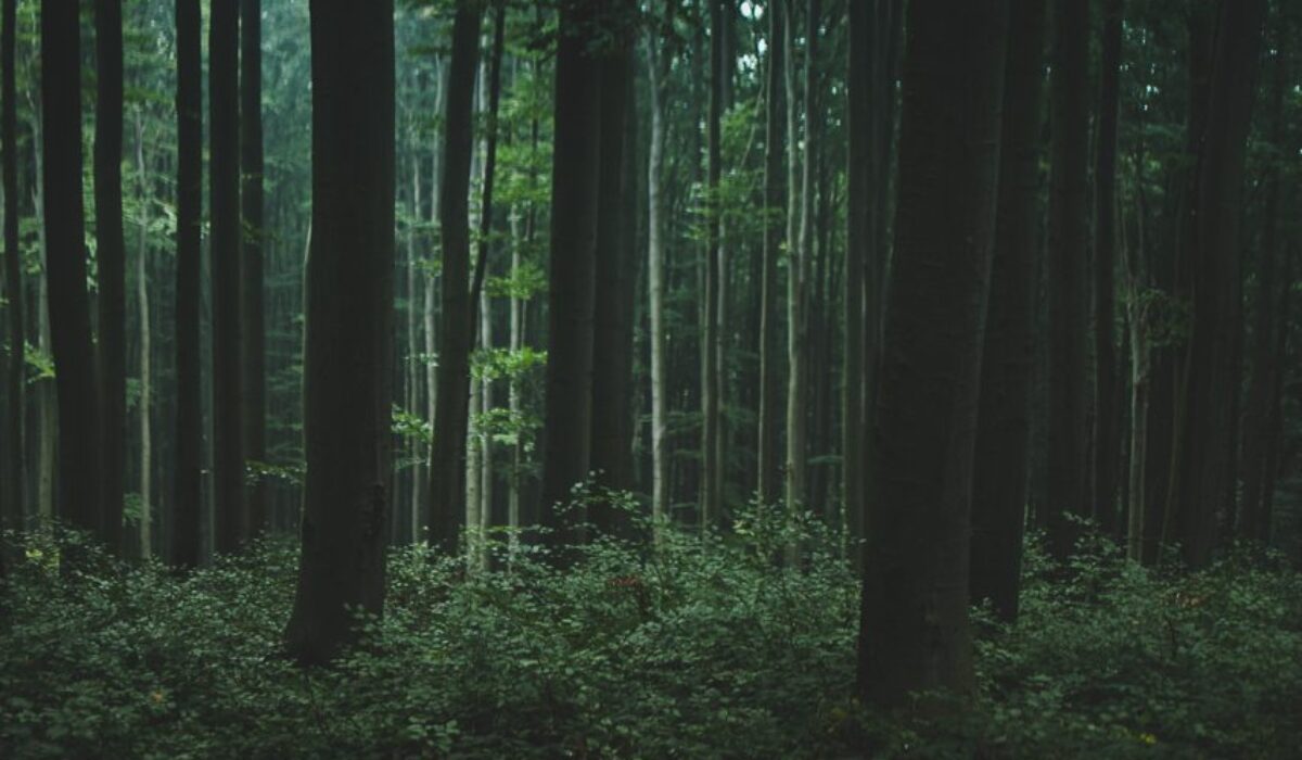 Nature Park Purkersdorf