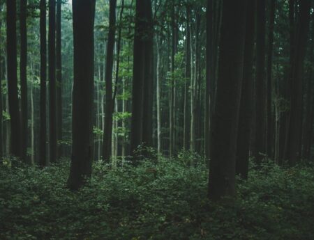 Nature Park Purkersdorf