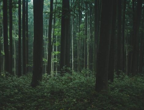 Nature Park Purkersdorf