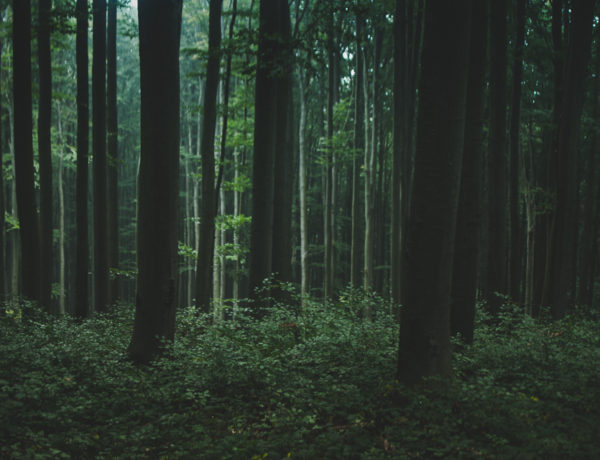 Nature Park Purkersdorf