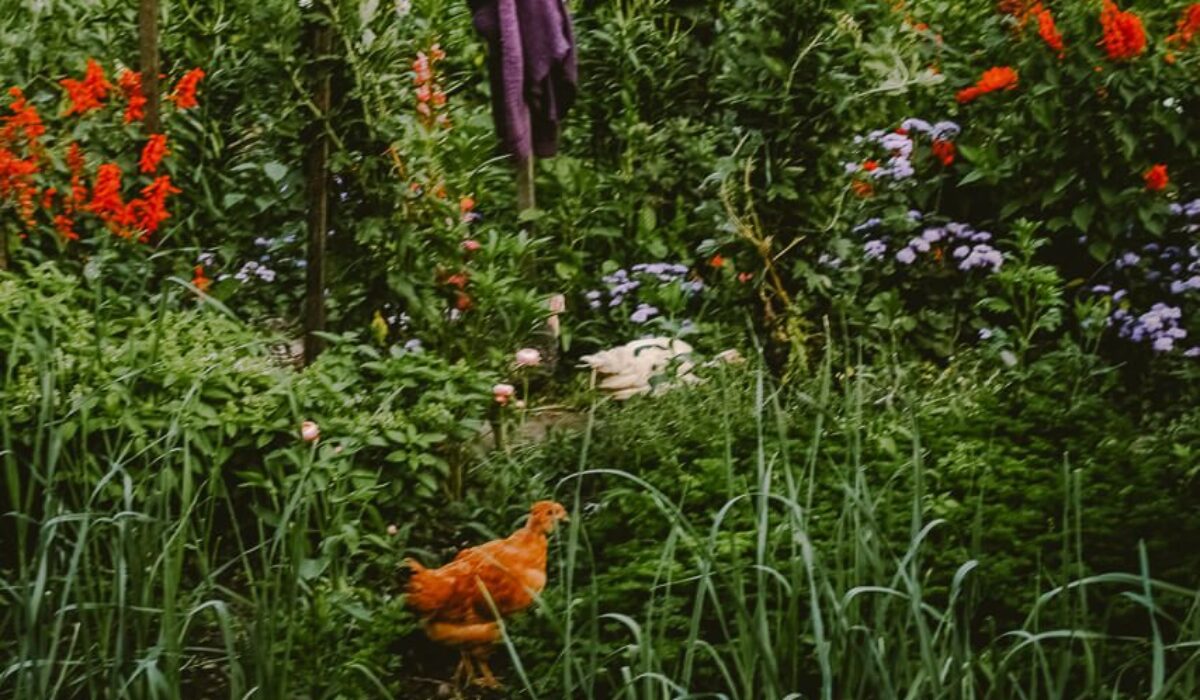 The Gardens of Monk Stefan