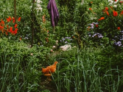 The Gardens of Monk Stefan