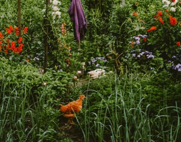 The Gardens of Monk Stefan