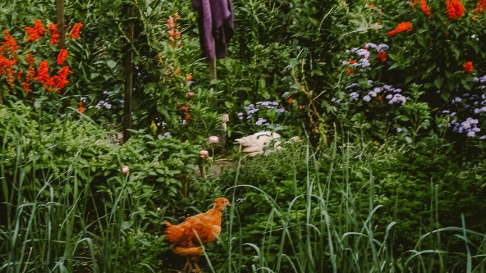 The Gardens of Monk Stefan