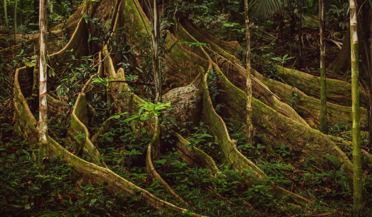 Copolia Trail – Morne Seychelles National Park Hike
