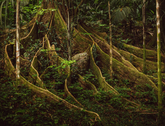 Copolia Trail – Morne Seychelles National Park Hike