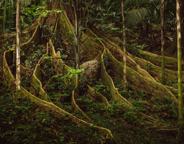 Copolia Trail – Morne Seychelles National Park Hike