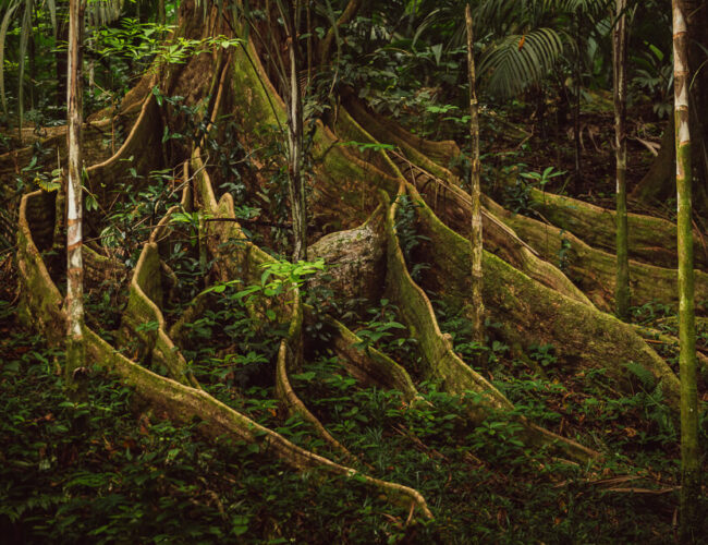 Copolia Trail – Morne Seychelles National Park Hike