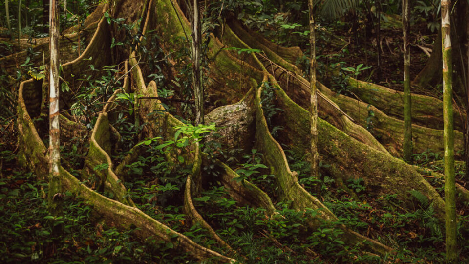 Copolia Trail – Morne Seychelles National Park Hike