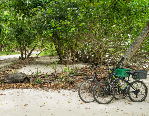 La Digue – From Anse Severe to Anse Fourmis Hike