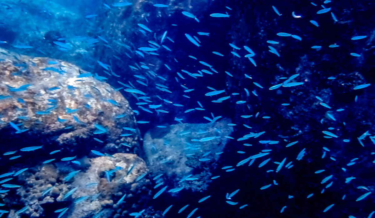 Praslin – Snorkeling At Anse Lazio