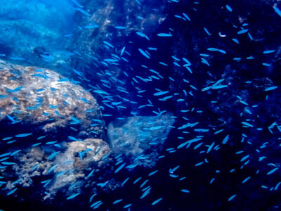 Praslin – Snorkeling At Anse Lazio