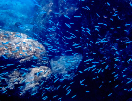 Praslin – Snorkeling At Anse Lazio