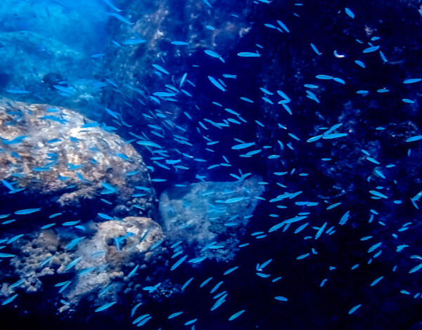 Praslin – Snorkeling At Anse Lazio