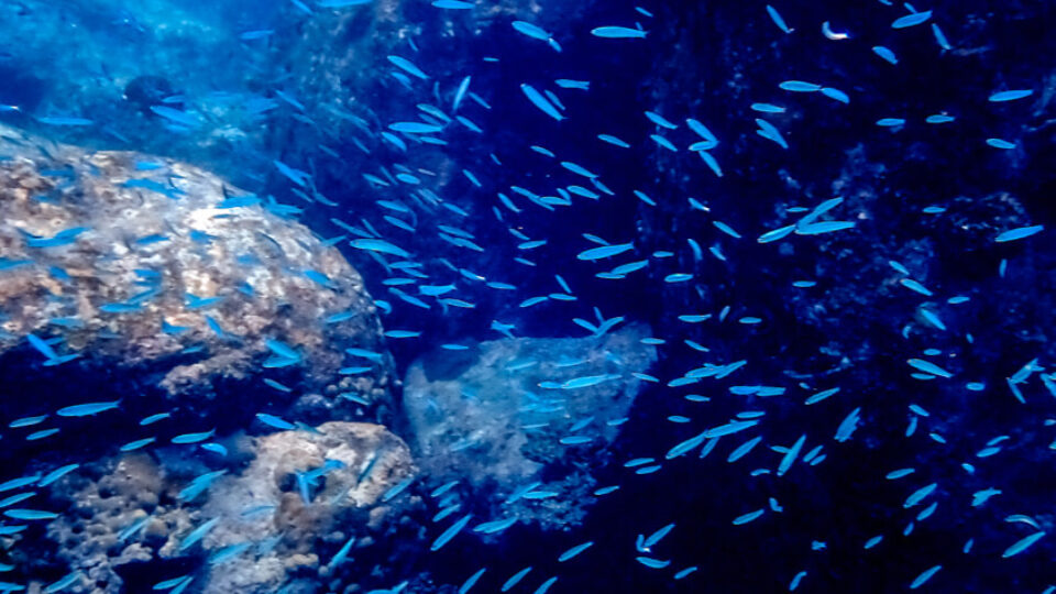 Praslin – Snorkeling At Anse Lazio