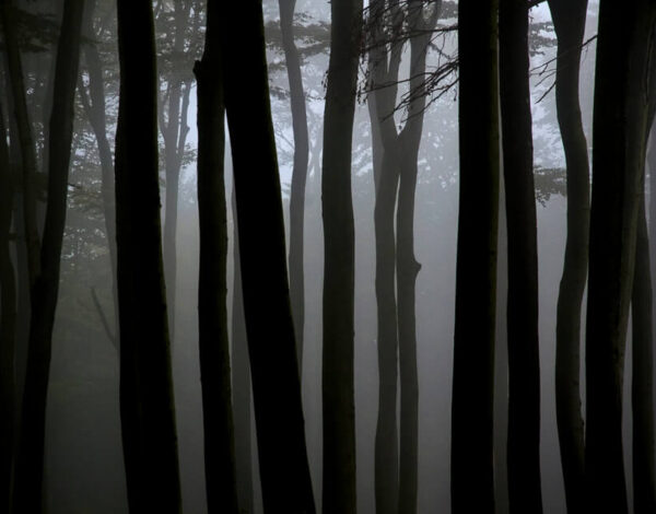 Tulbinger Kogel 491m