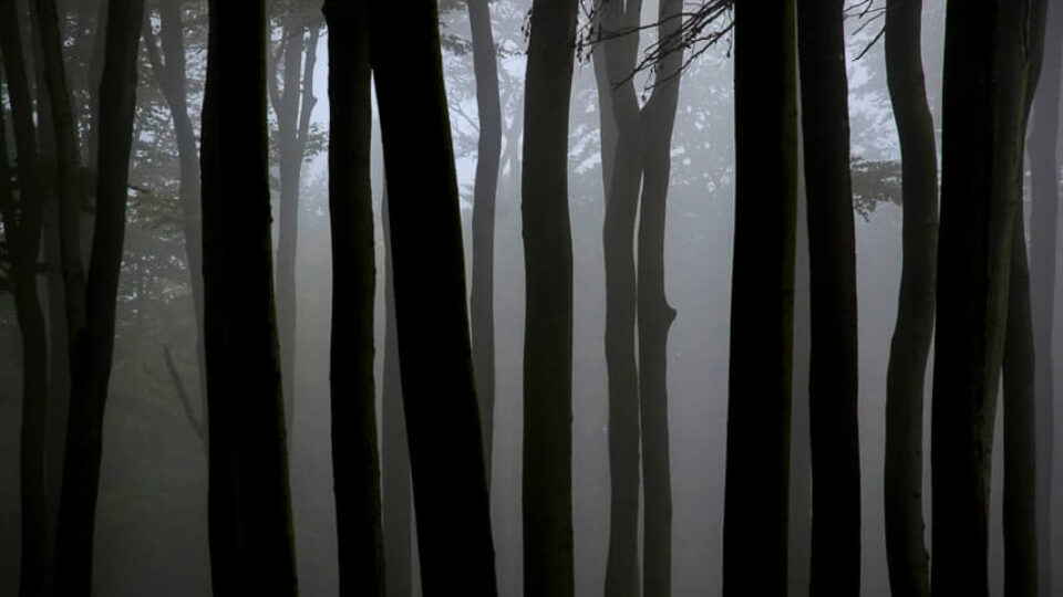 Tulbinger Kogel 491m