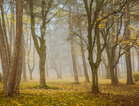 Nature Park Föhrenberge: Perchtoldsdorf – Heiligenkreuz