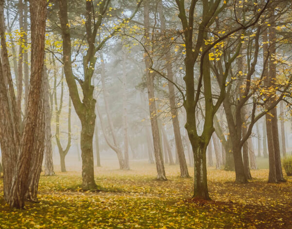 Nature Park Föhrenberge: Perchtoldsdorf – Heiligenkreuz