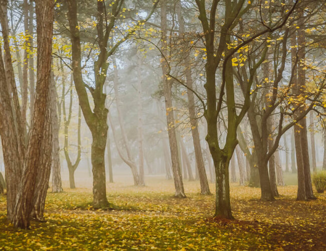 Nature Park Föhrenberge: Perchtoldsdorf – Heiligenkreuz