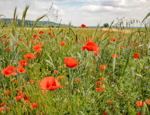 Naturpark Leithagebirge -Neusiedler See: Die Bärenhöhle