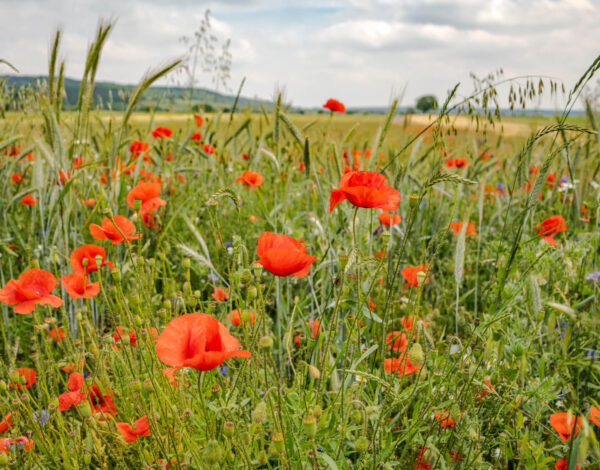 Naturpark Leithagebirge -Neusiedler See: Die Bärenhöhle