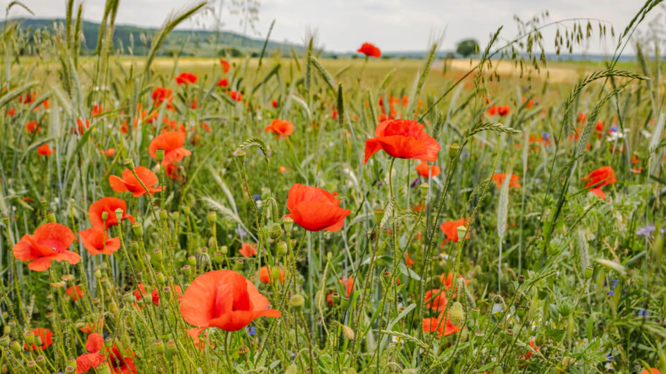 Naturpark Leithagebirge -Neusiedler See: Die Bärenhöhle