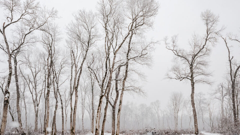 Nature Park Lunca Muresului