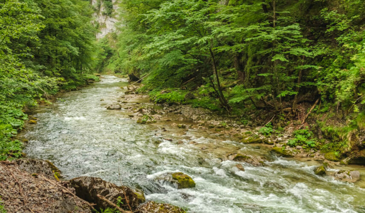 Nature Park Ötscher-Tormäuer: Vordere Tormäuer – Nestelberg