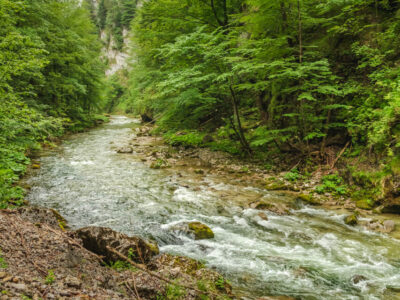 Nature Park Ötscher-Tormäuer: Vordere Tormäuer – Nestelberg