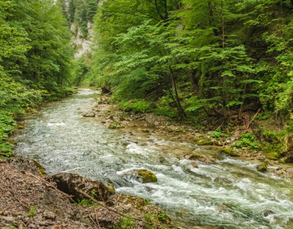 Nature Park Ötscher-Tormäuer: Vordere Tormäuer – Nestelberg