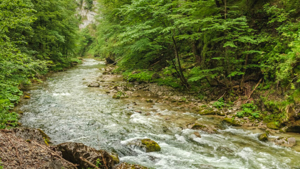 Nature Park Ötscher-Tormäuer: Vordere Tormäuer – Nestelberg