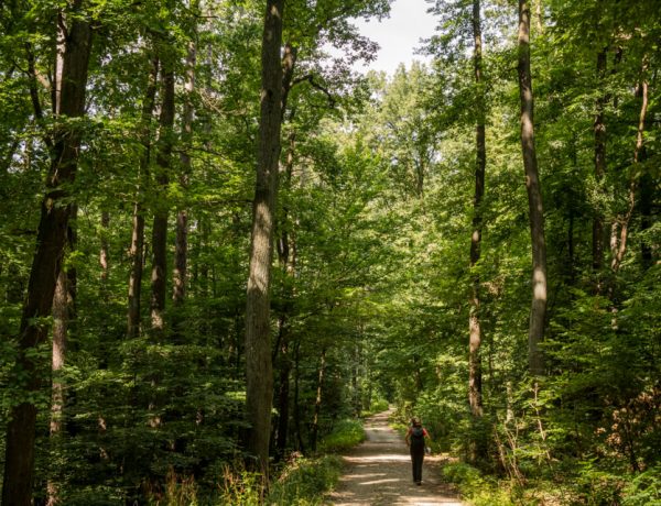 Nature Park Eichenhain: Weidling – Windischütte
