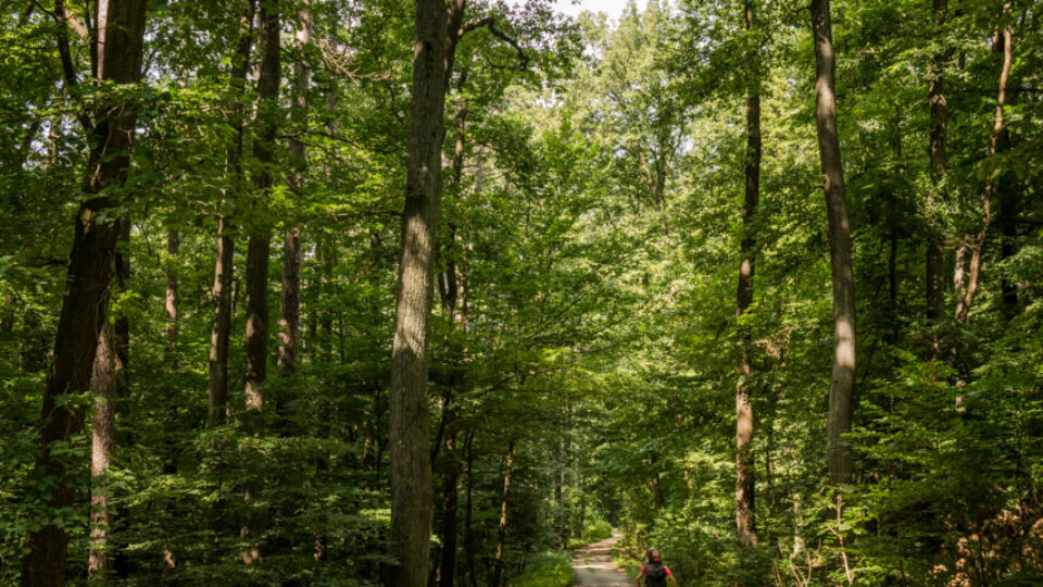 Nature Park Eichenhain: Weidling – Windischütte