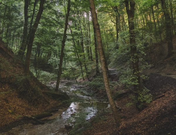Nature Park Eichenhain: Hagenbachklamm