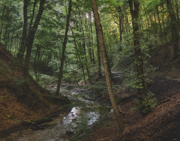Nature Park Eichenhain: Hagenbachklamm